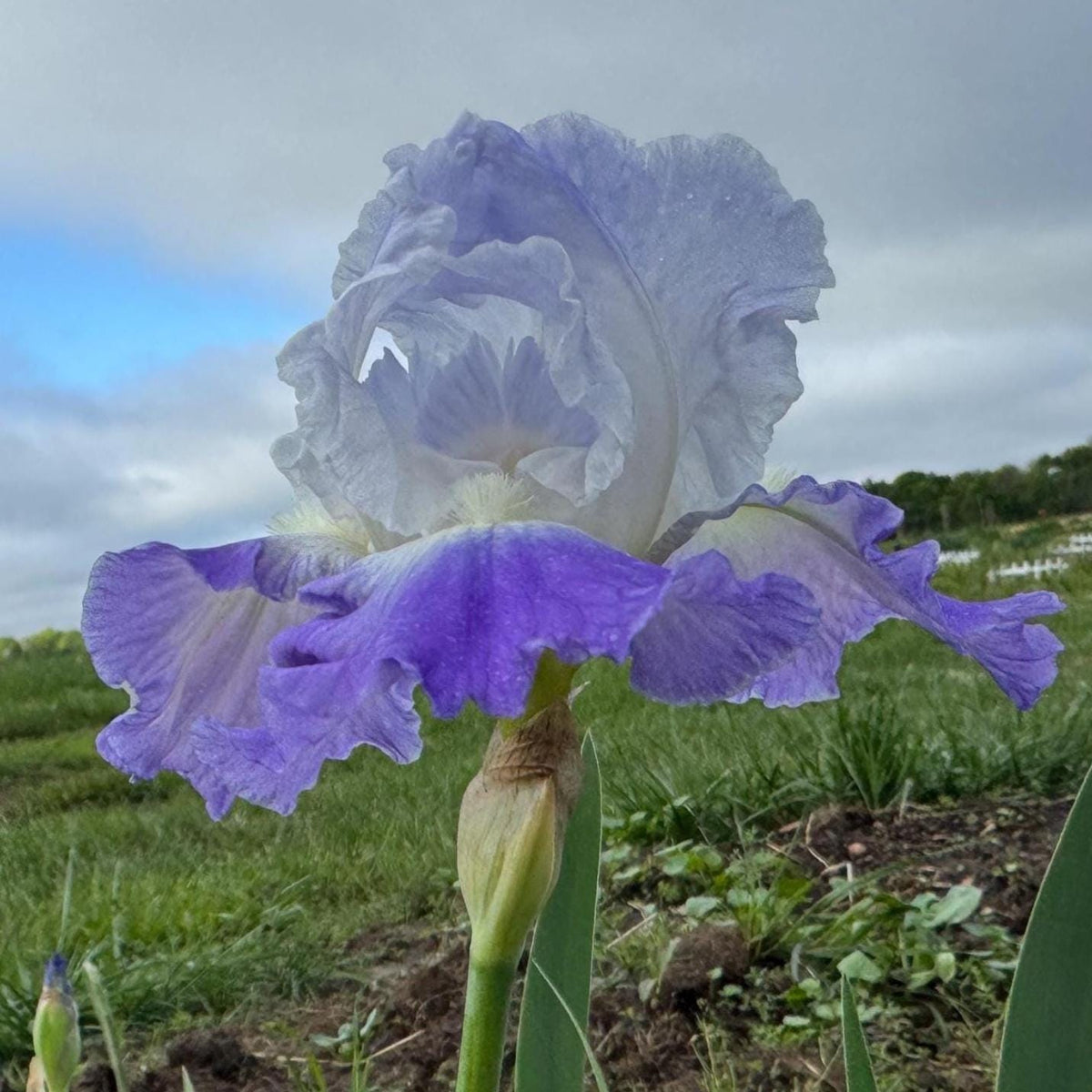 Bearded Iris Live Plant – 1 Fan | Hardy Perennial