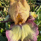 Bearded Iris Live Plant – 1 Fan | Golden Apricot & Burgundy Edge