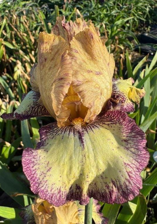 Bearded Iris Live Plant – 1 Fan | Golden Apricot & Burgundy Edge