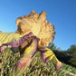 Bearded Iris Live Plant – 1 Fan | Golden Apricot & Burgundy Edge