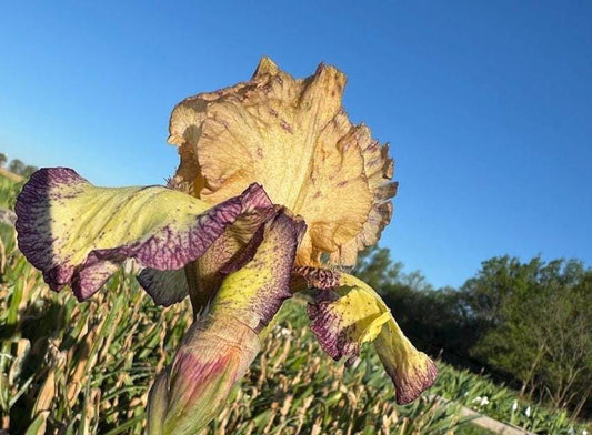 Bearded Iris Live Plant – 1 Fan | Golden Apricot & Burgundy Edge
