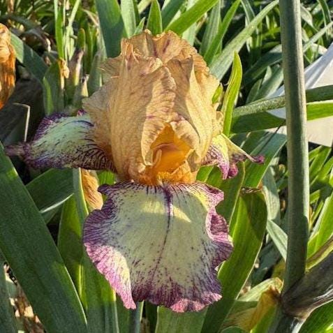 Bearded Iris Live Plant – 1 Fan | Golden Apricot & Burgundy Edge