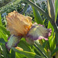 Bearded Iris Live Plant – 1 Fan | Golden Apricot & Burgundy Edge