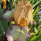 Bearded Iris Live Plant – 1 Fan | Golden Apricot & Burgundy Edge
