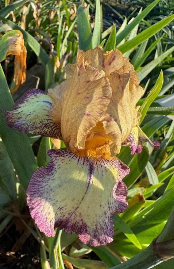 Bearded Iris Live Plant – 1 Fan | Golden Apricot & Burgundy Edge