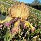 Bearded Iris Live Plant – 1 Fan | Golden Apricot & Burgundy Edge