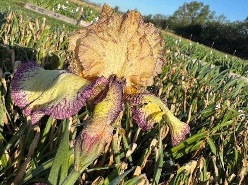 Bearded Iris Live Plant – 1 Fan | Golden Apricot & Burgundy Edge