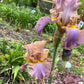 Bearded Iris Live Plant – 1 Fan | Soft Lavender Peach Bloom