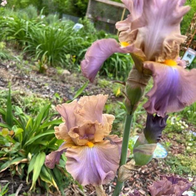 Bearded Iris Live Plant – 1 Fan | Soft Lavender Peach Bloom