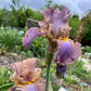 Bearded Iris Live Plant – 1 Fan | Soft Lavender Peach Bloom
