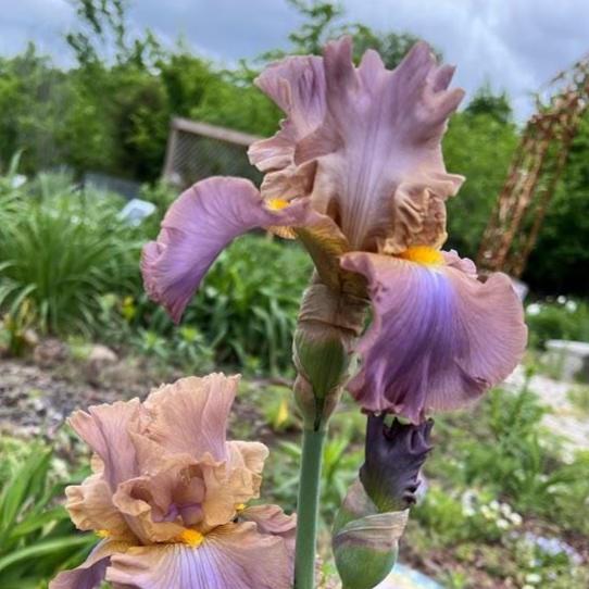 Bearded Iris Live Plant – 1 Fan | Soft Lavender Peach Bloom