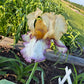 Bearded Iris Live Plant – 1 Fan | Golden Apricot & Cream with Burgundy Lace