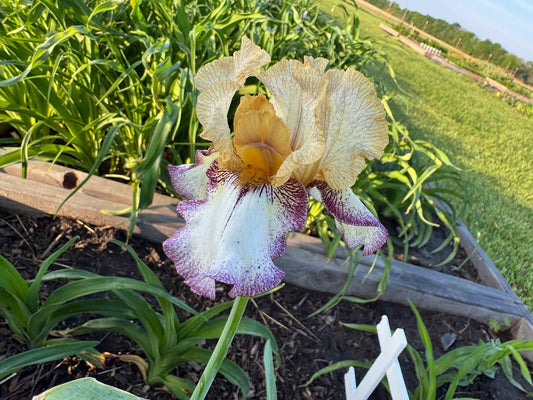 Bearded Iris Live Plant – 1 Fan | Golden Apricot & Cream with Burgundy Lace