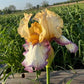 Bearded Iris Live Plant – 1 Fan | Golden Apricot & Cream with Burgundy Lace
