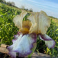 Bearded Iris Live Plant – 1 Fan | Golden Apricot & Cream with Burgundy Lace