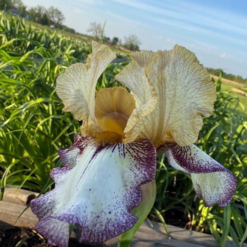 Bearded Iris Live Plant – 1 Fan | Golden Apricot & Cream with Burgundy Lace