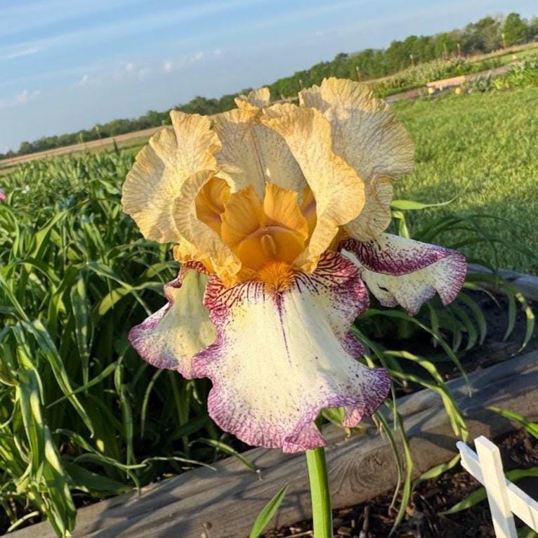 Bearded Iris Live Plant – 1 Fan | Golden Apricot & Cream with Burgundy Lace