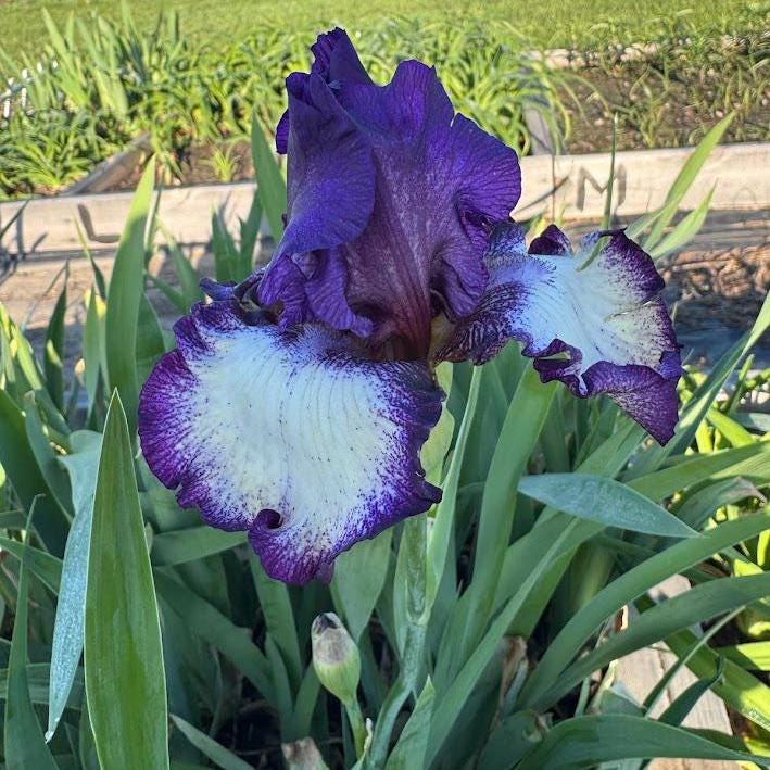Bearded Iris Live Plant – 1 Fan | Creamy White with Bold Purple Edge