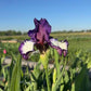 Bearded Iris Live Plant – 1 Fan | Creamy White with Bold Purple Edge