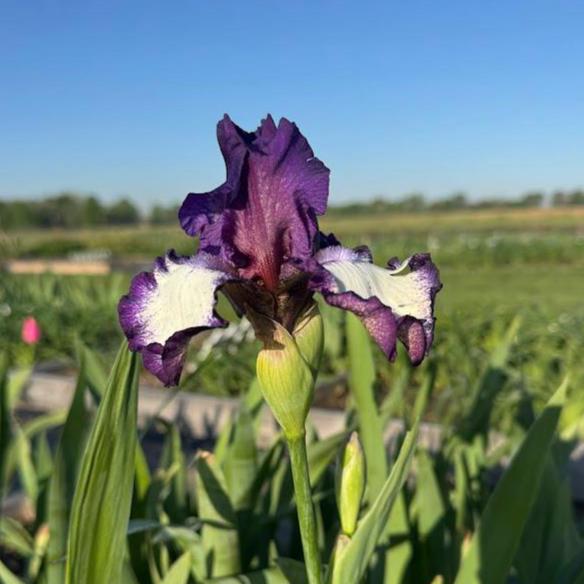 Bearded Iris Live Plant – 1 Fan | Creamy White with Bold Purple Edge