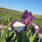 Bearded Iris Live Plant – 1 Fan | Creamy White with Bold Purple Edge
