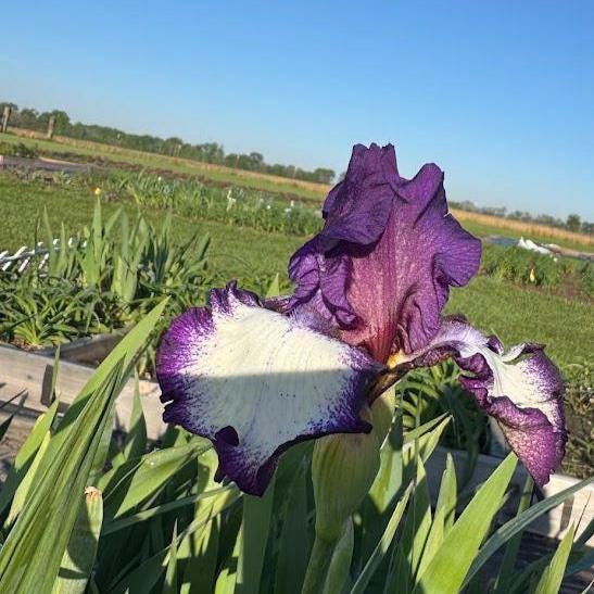 Bearded Iris Live Plant – 1 Fan | Creamy White with Bold Purple Edge