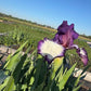 Bearded Iris Live Plant – 1 Fan | Creamy White with Bold Purple Edge