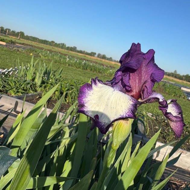 Bearded Iris Live Plant – 1 Fan | Creamy White with Bold Purple Edge