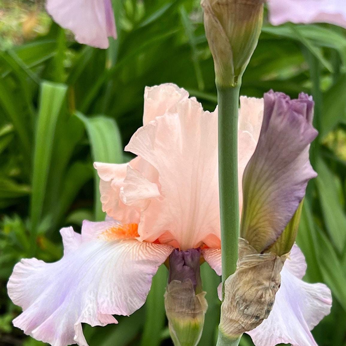 Blush Pink Ruffled Bearded Iris – 1 Live Fan
