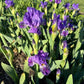 Dwarf Bearded Iris – Deep Purple & White Splash
