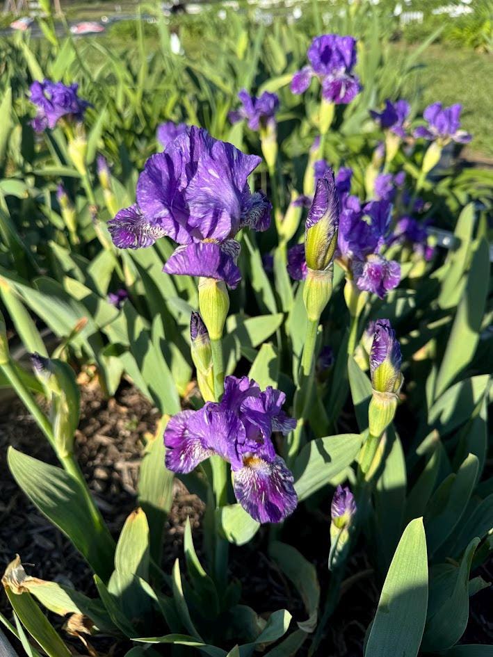 Dwarf Bearded Iris – Deep Purple & White Splash