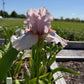 Blush Pink & Soft Ivory Bearded Iris – 1 Live Fan | Ruffled Pastel Bloom