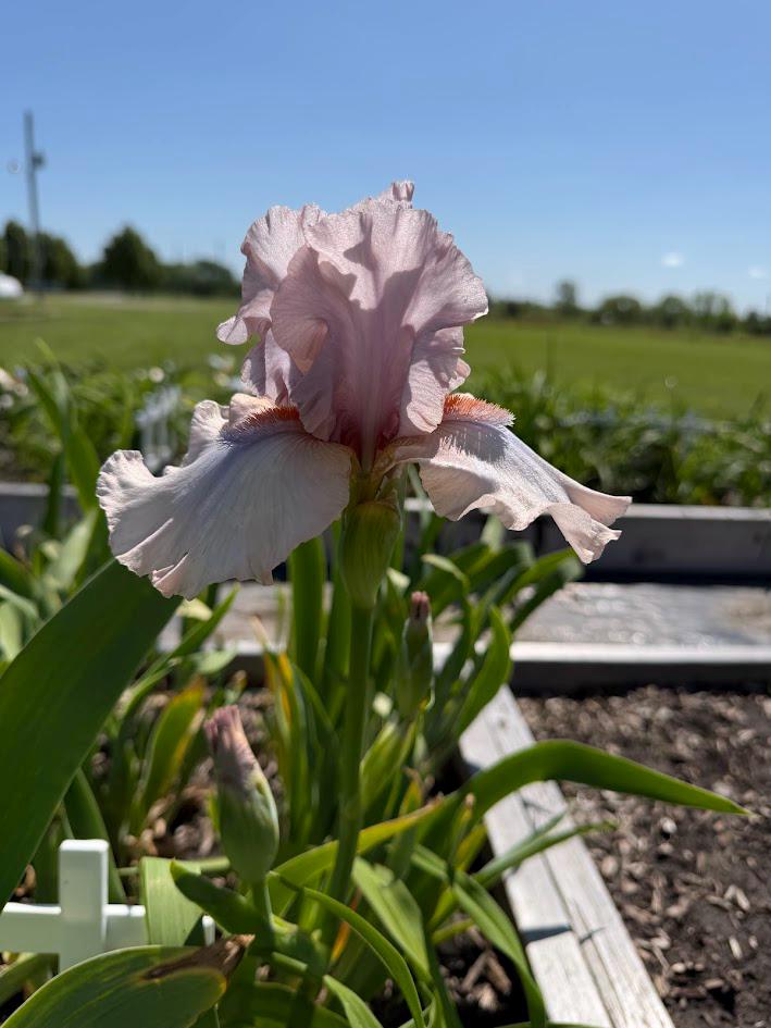 Blush Pink & Soft Ivory Bearded Iris – 1 Live Fan | Ruffled Pastel Bloom