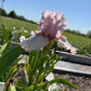 Blush Pink & Soft Ivory Bearded Iris – 1 Live Fan | Ruffled Pastel Bloom