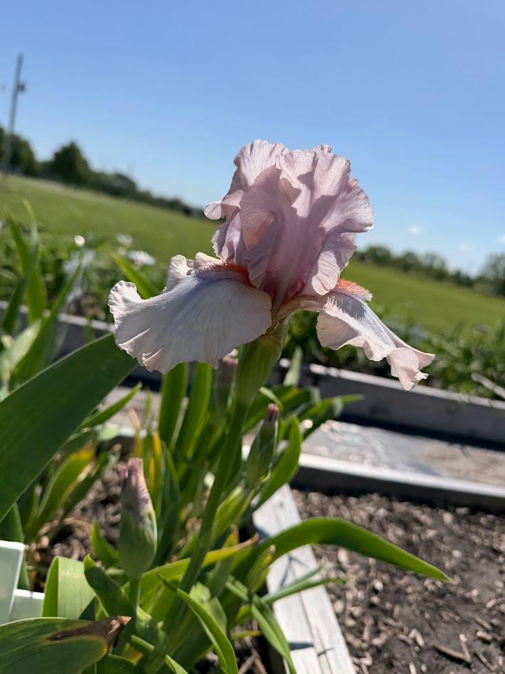 Blush Pink & Soft Ivory Bearded Iris – 1 Live Fan | Ruffled Pastel Bloom
