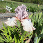 Blush Pink & Soft Ivory Bearded Iris – 1 Live Fan | Ruffled Pastel Bloom