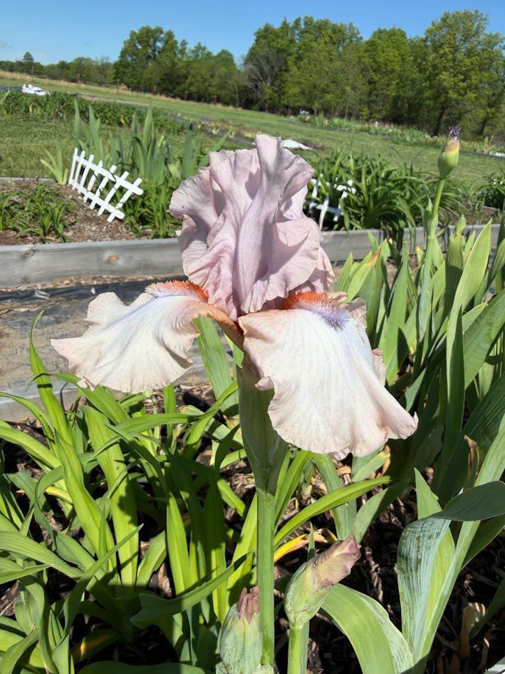 Blush Pink & Soft Ivory Bearded Iris – 1 Live Fan | Ruffled Pastel Bloom