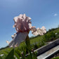 Blush Pink & Soft Ivory Bearded Iris – 1 Live Fan | Ruffled Pastel Bloom