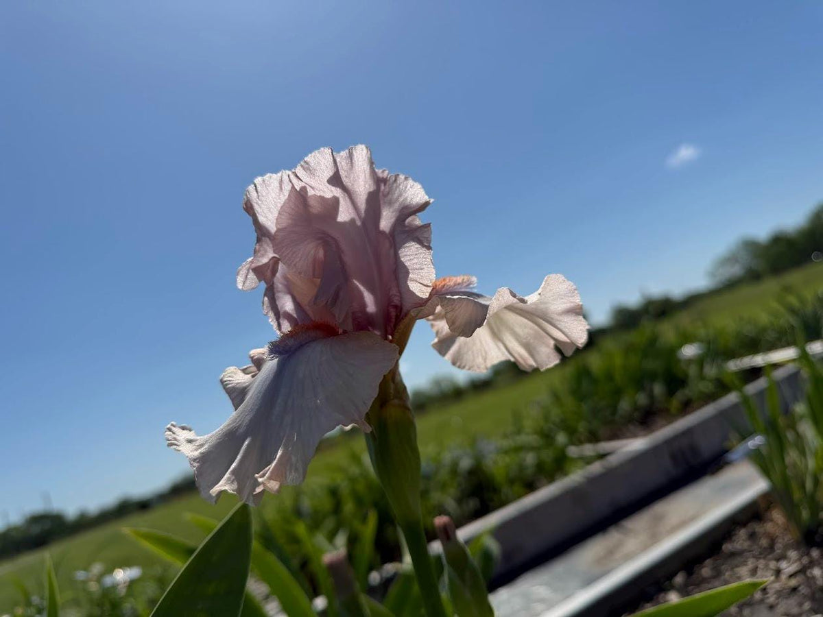 Blush Pink & Soft Ivory Bearded Iris – 1 Live Fan | Ruffled Pastel Bloom