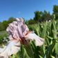 Blush Pink & Soft Ivory Bearded Iris – 1 Live Fan | Ruffled Pastel Bloom