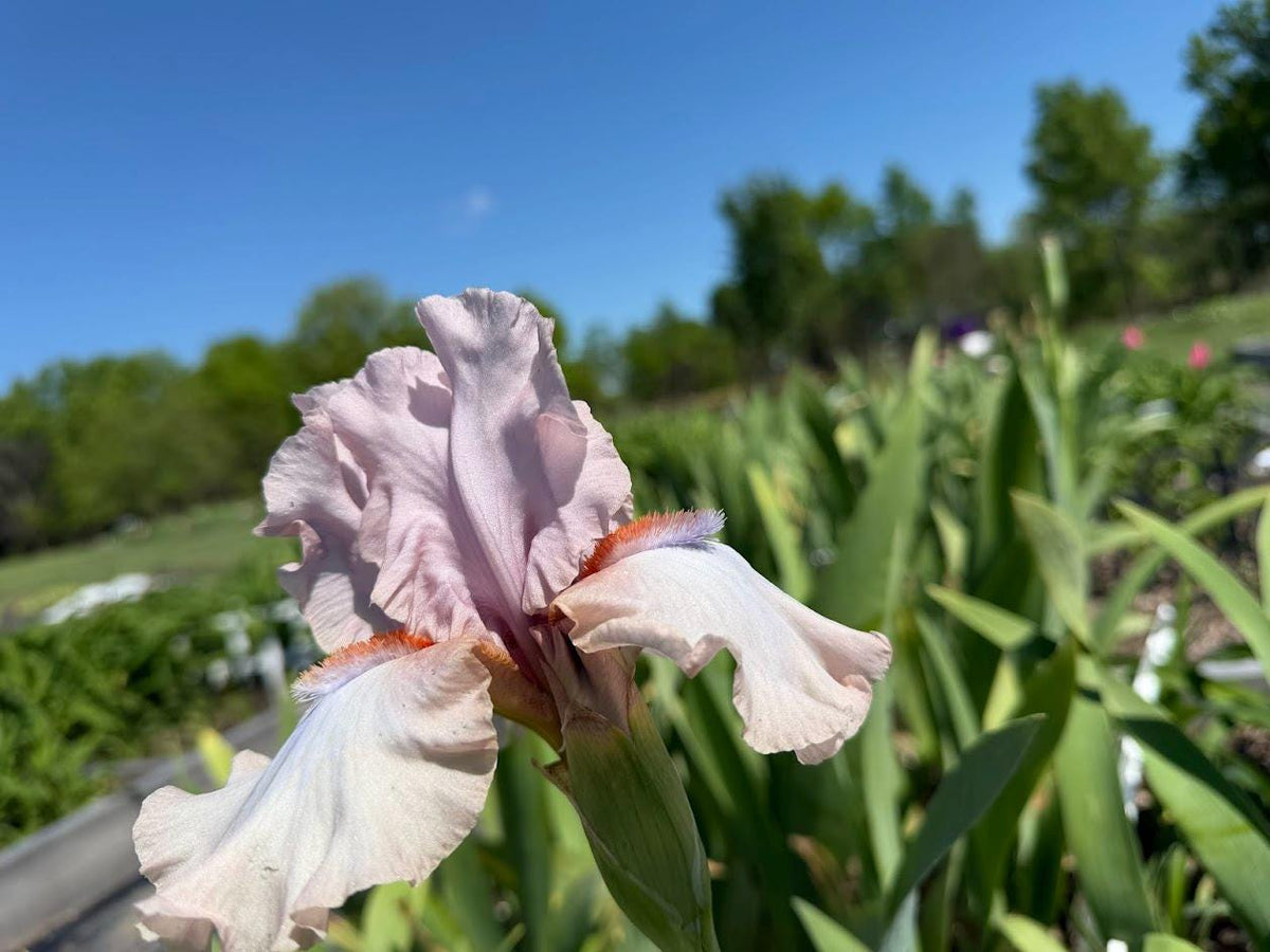 Blush Pink & Soft Ivory Bearded Iris – 1 Live Fan | Ruffled Pastel Bloom