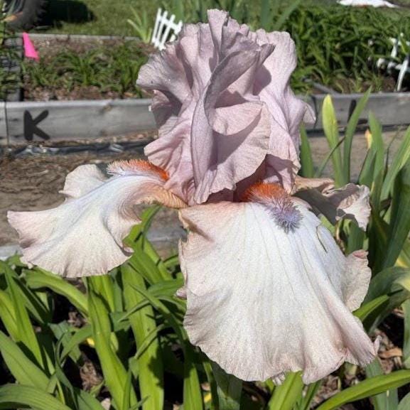 Blush Pink & Soft Ivory Bearded Iris – 1 Live Fan | Ruffled Pastel Bloom