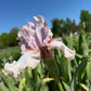 Blush Pink & Soft Ivory Bearded Iris – 1 Live Fan | Ruffled Pastel Bloom