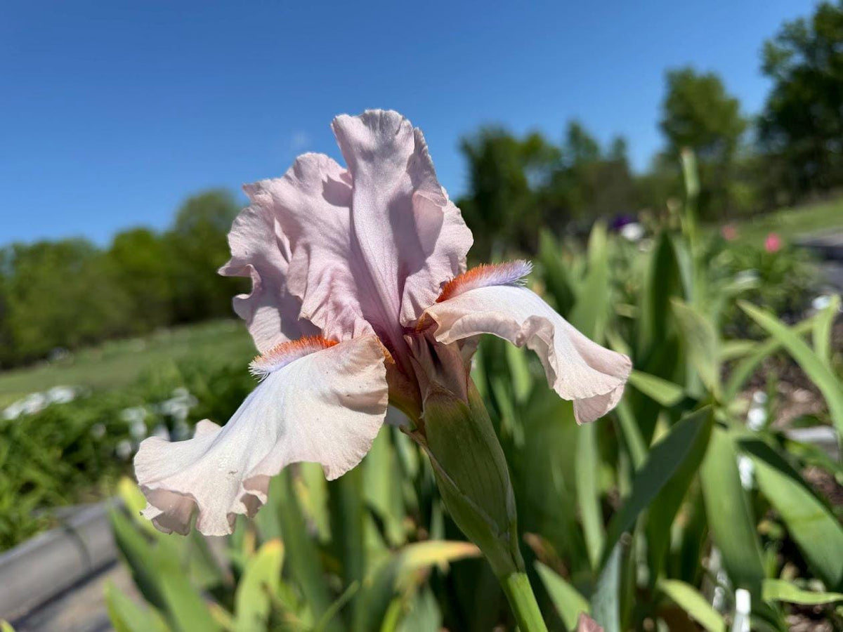 Blush Pink & Soft Ivory Bearded Iris – 1 Live Fan | Ruffled Pastel Bloom