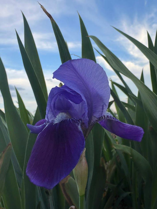 Bearded Iris Old Fashion Dwarf Purple