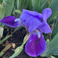 Classic Purple Bearded Iris – 1 Live Fan | Timeless Garden Favorite