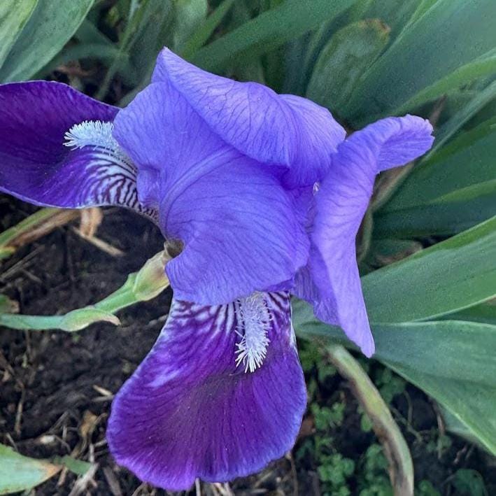 Classic Purple Bearded Iris – 1 Live Fan | Timeless Garden Favorite