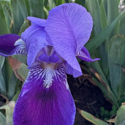 Classic Purple Bearded Iris – 1 Live Fan | Timeless Garden Favorite