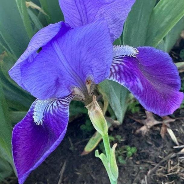 Classic Purple Bearded Iris – 1 Live Fan | Timeless Garden Favorite