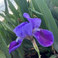 Classic Purple Bearded Iris – 1 Live Fan | Timeless Garden Favorite